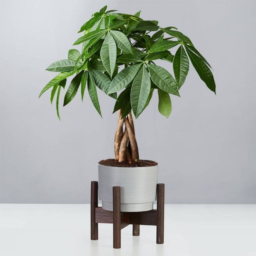 Bonsai pachira Money Tree simbol keberuntungan tanaman hias penarik rezeki/pohon uang Bibit bonsai p