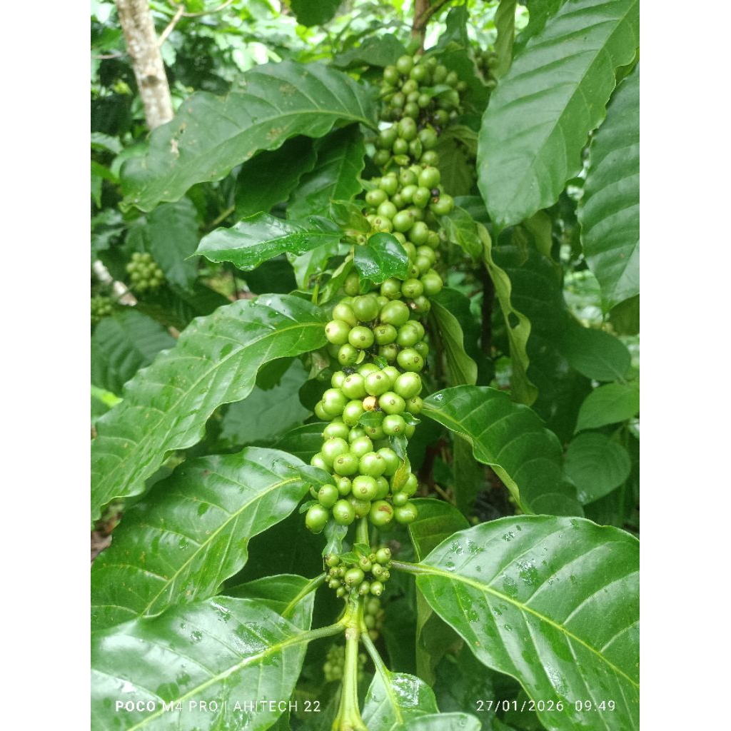 entres kopi klon Bagio 25 tunas raja