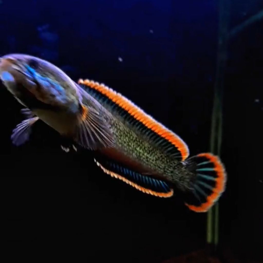 Channa limbata lawu rim tebal good quality 4-6cm