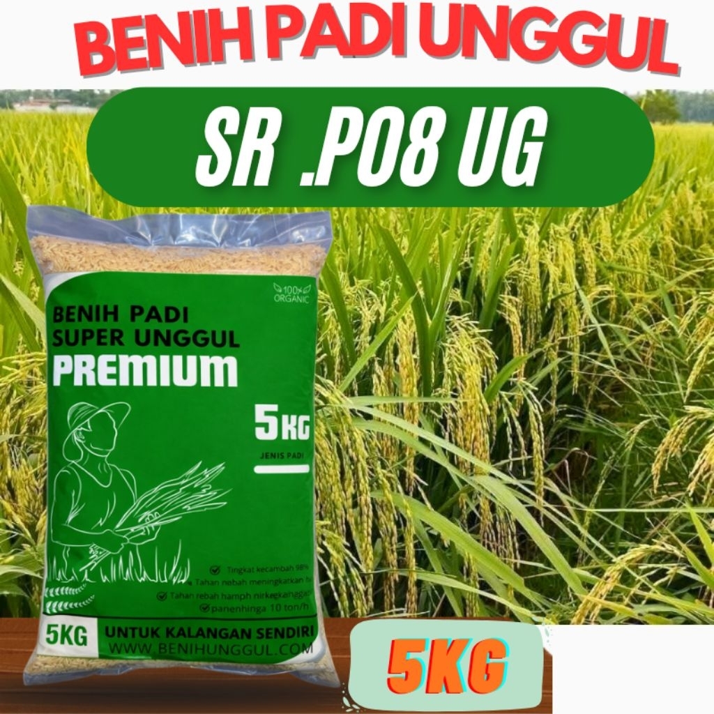 Benih Padi Super Genjah Umur 75 Hari benih padi SR P08 Ug 5kg asli ( Benih Padi Umur 60 Hari )