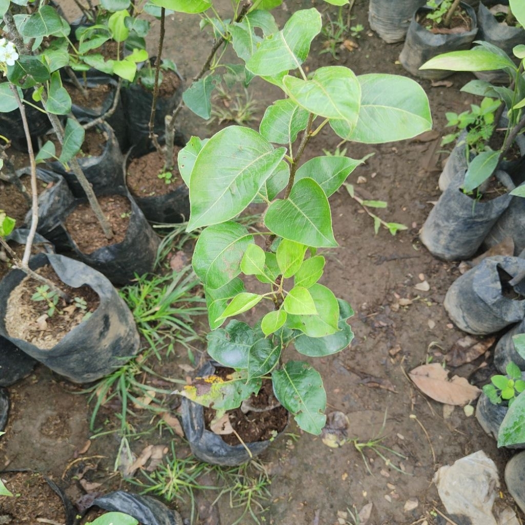 Bibit buah pir madu cangkok