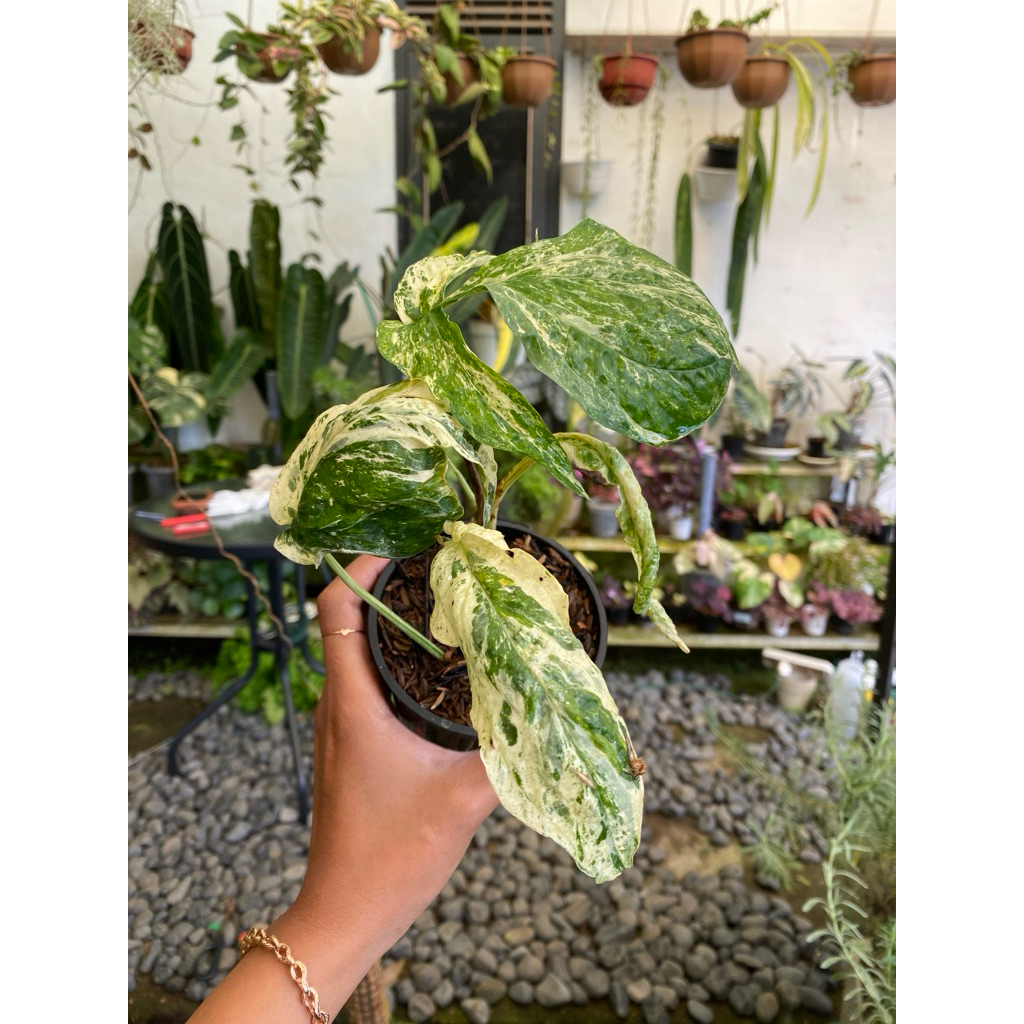 amydrium zippelianum variegata