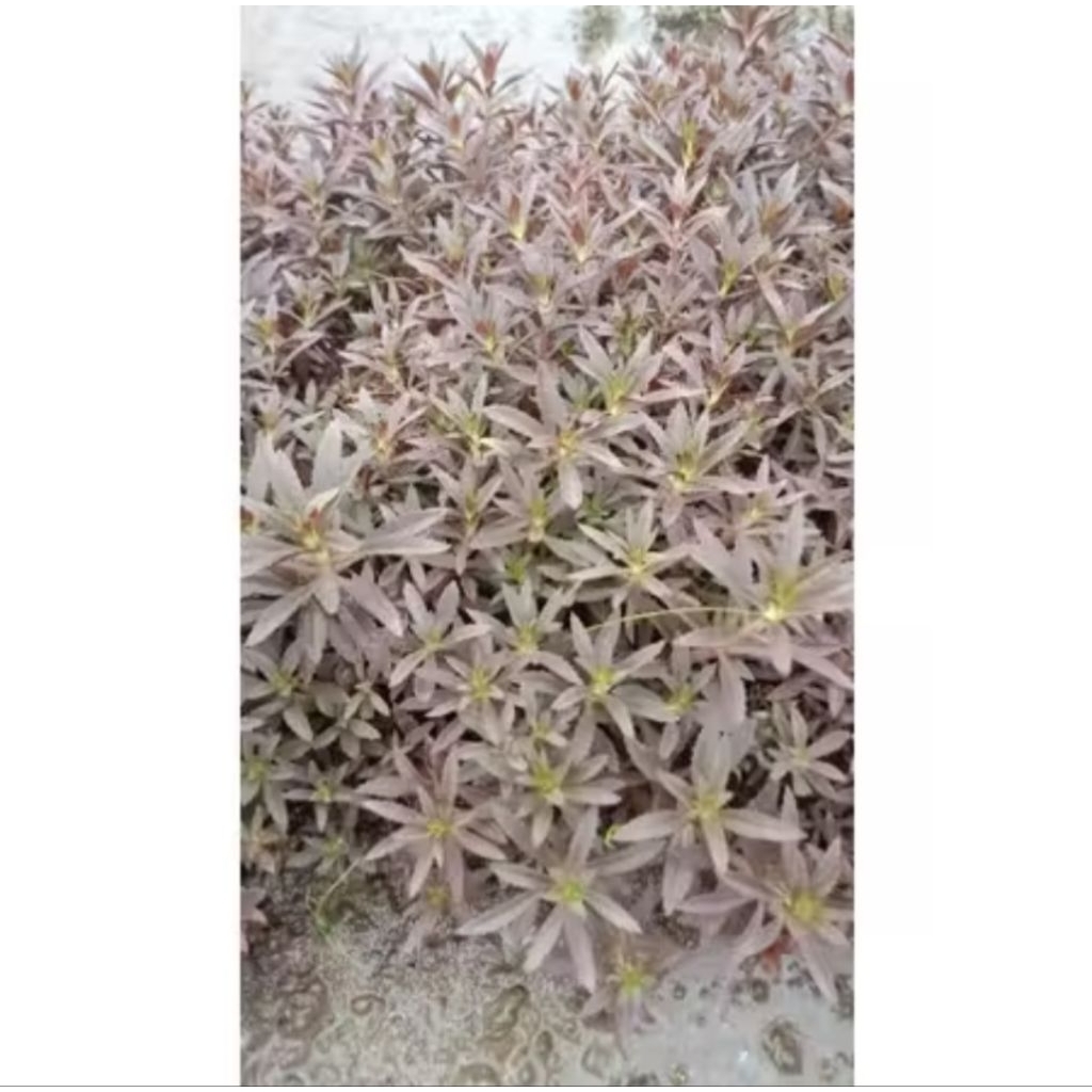 Limnophila Aromatica Tanaman Aquascape