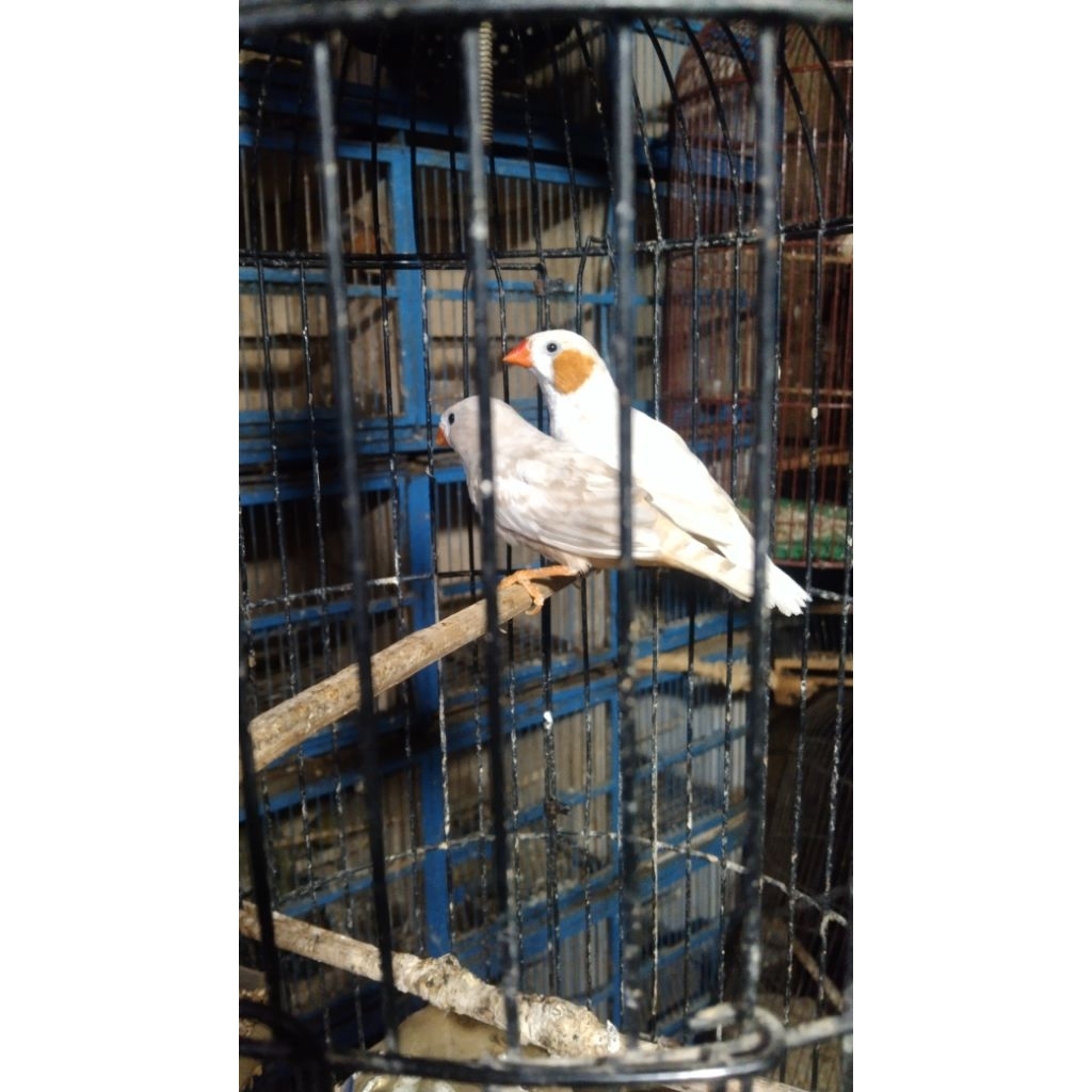 zebra Finch Aussie sepasang indukan siap ternak