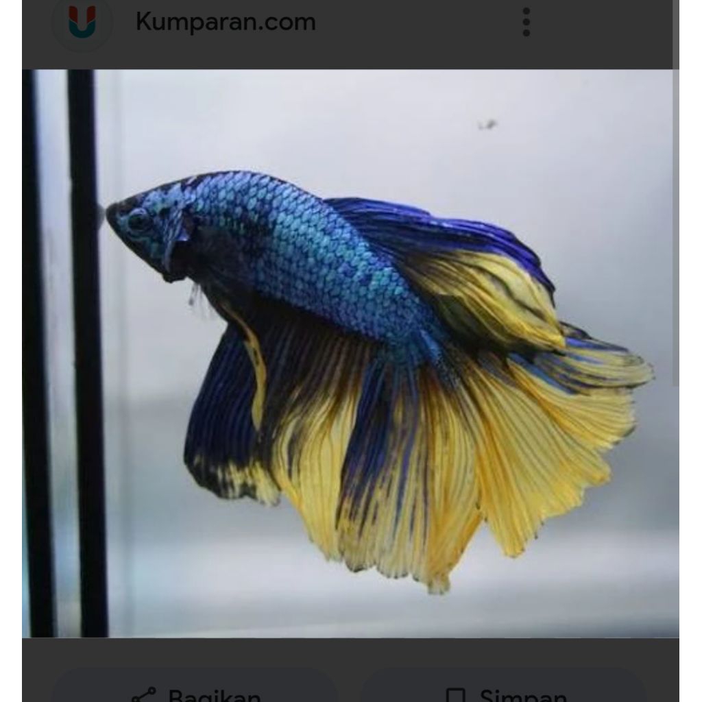 Ikan Cupang Halfmoon Sepasang - Jantan dan Betina, Warna Cerah, Siap Breading