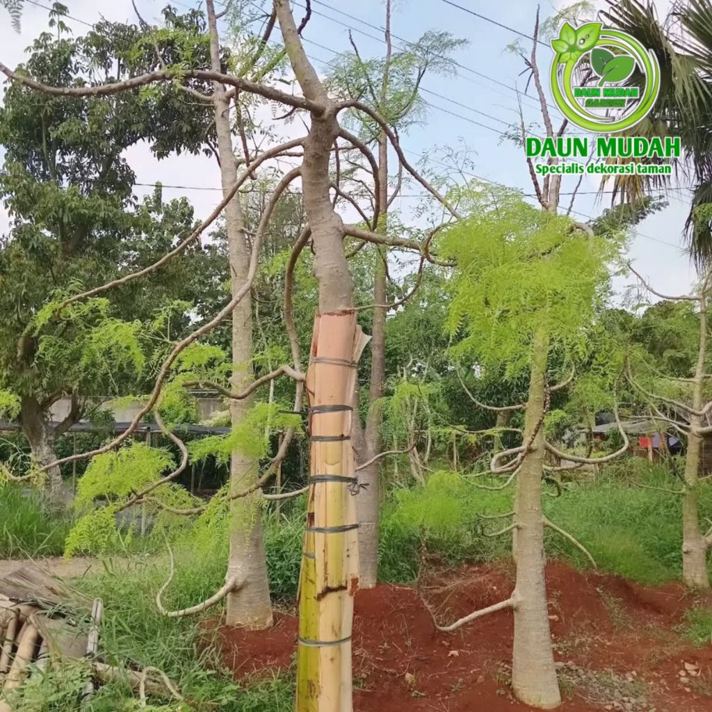 tanaman hias pohon kelor Afrika / pohon kelor Afrika