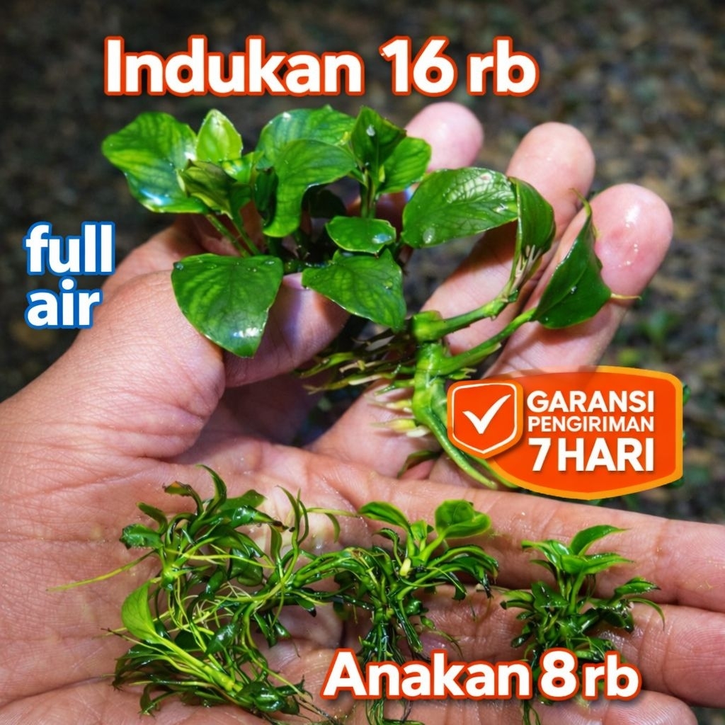 FULL AIR Anubias Petite/ Anubias Petit Tanaman Aquascape