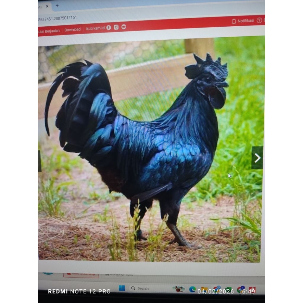 ayam cemani Lidah Hitam