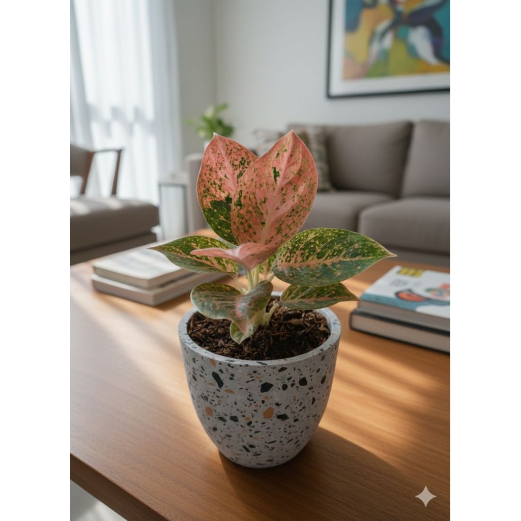 Tanaman Hias Aglaonema Stardust Orange - Tanaman Hias Aglaonema Stardust Orange Baby