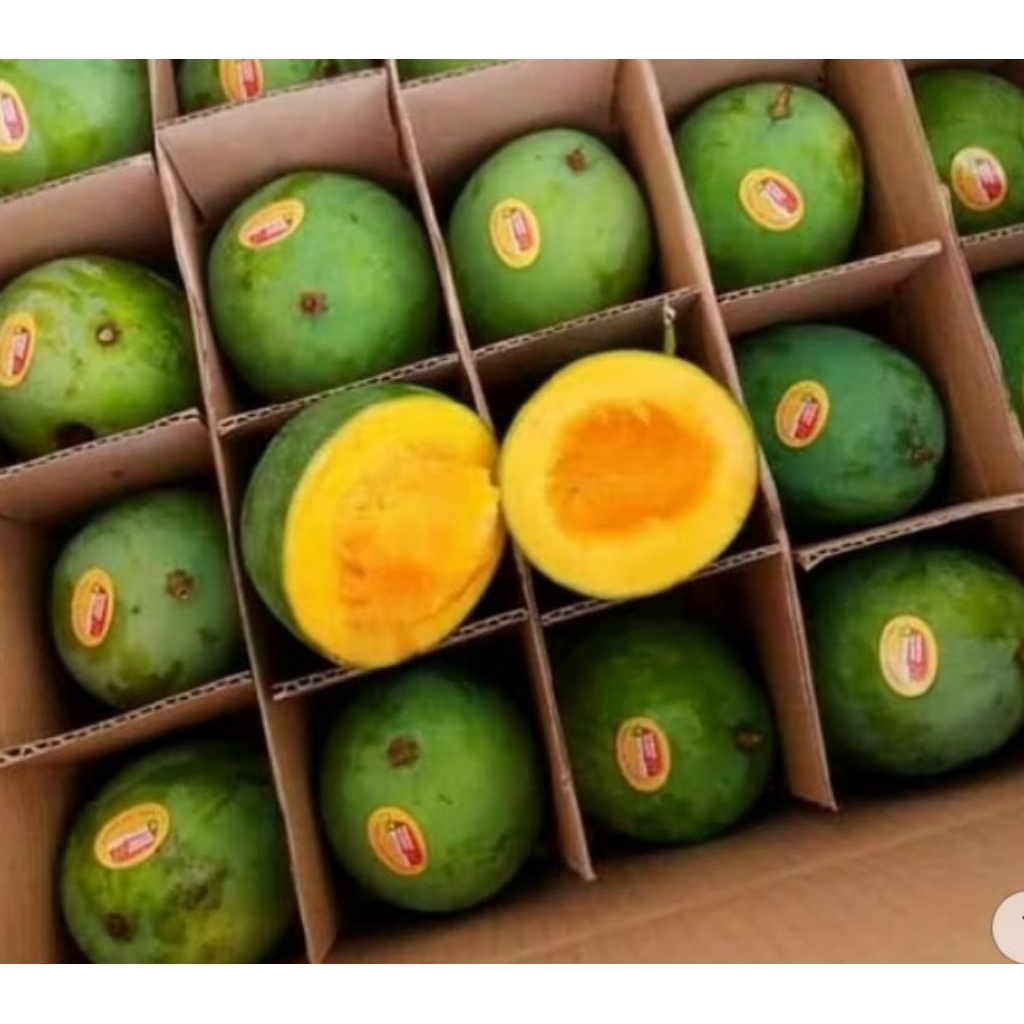 Mangga Kolonal Bangil 21/mangga Harum Manis 1Dus Berat -+ 6 Kg