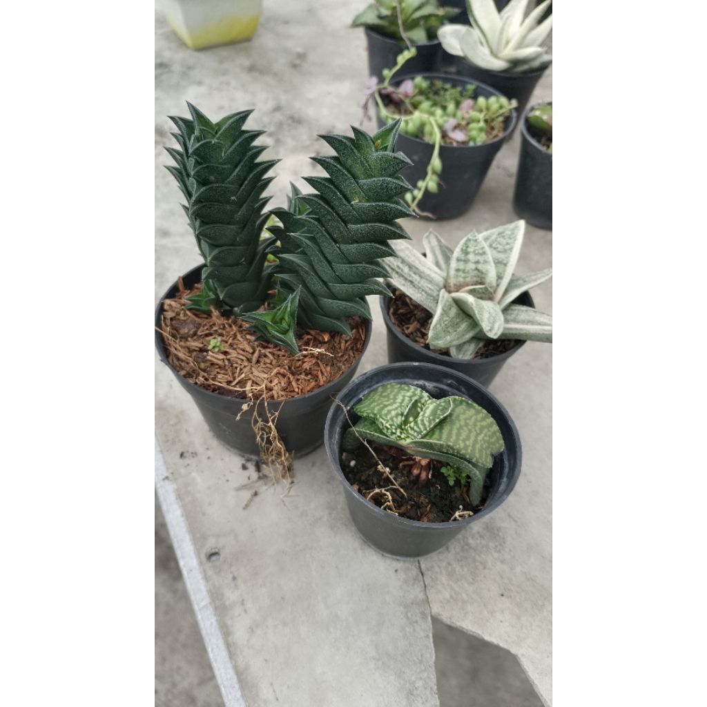 paket haworthia gasteria x