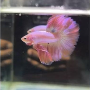 hiasan akuarium. ikan cupang halfmond pink aurora top grade. garansi