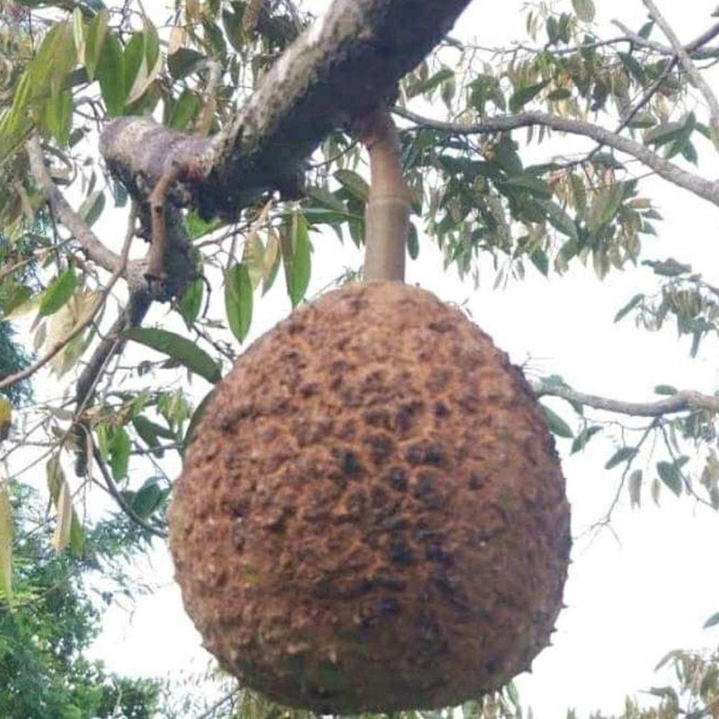 Bibit Durian Gundul Langka Cepat Berbuah