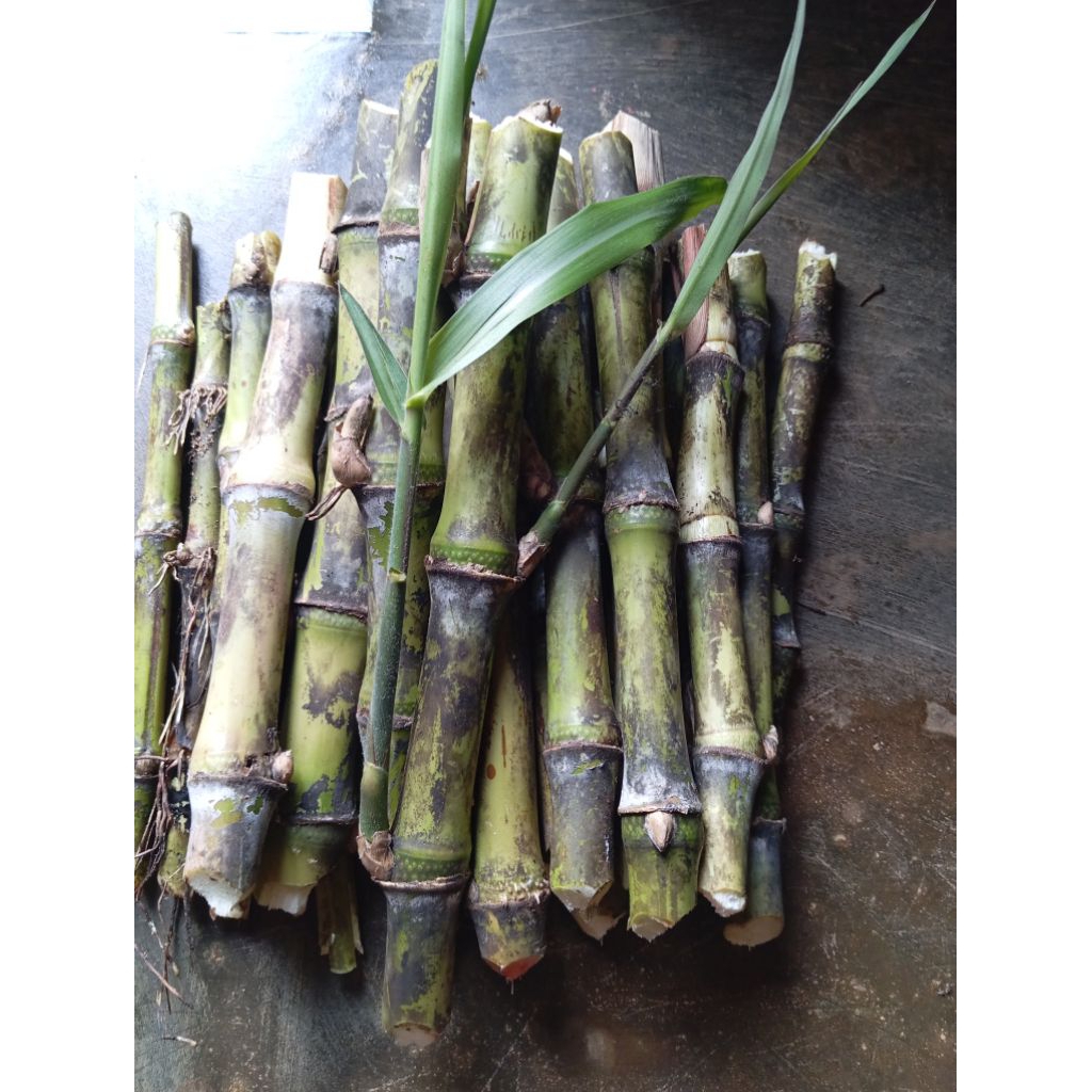 Benih stek tebu telor berkualitas 10 stek siap tanam