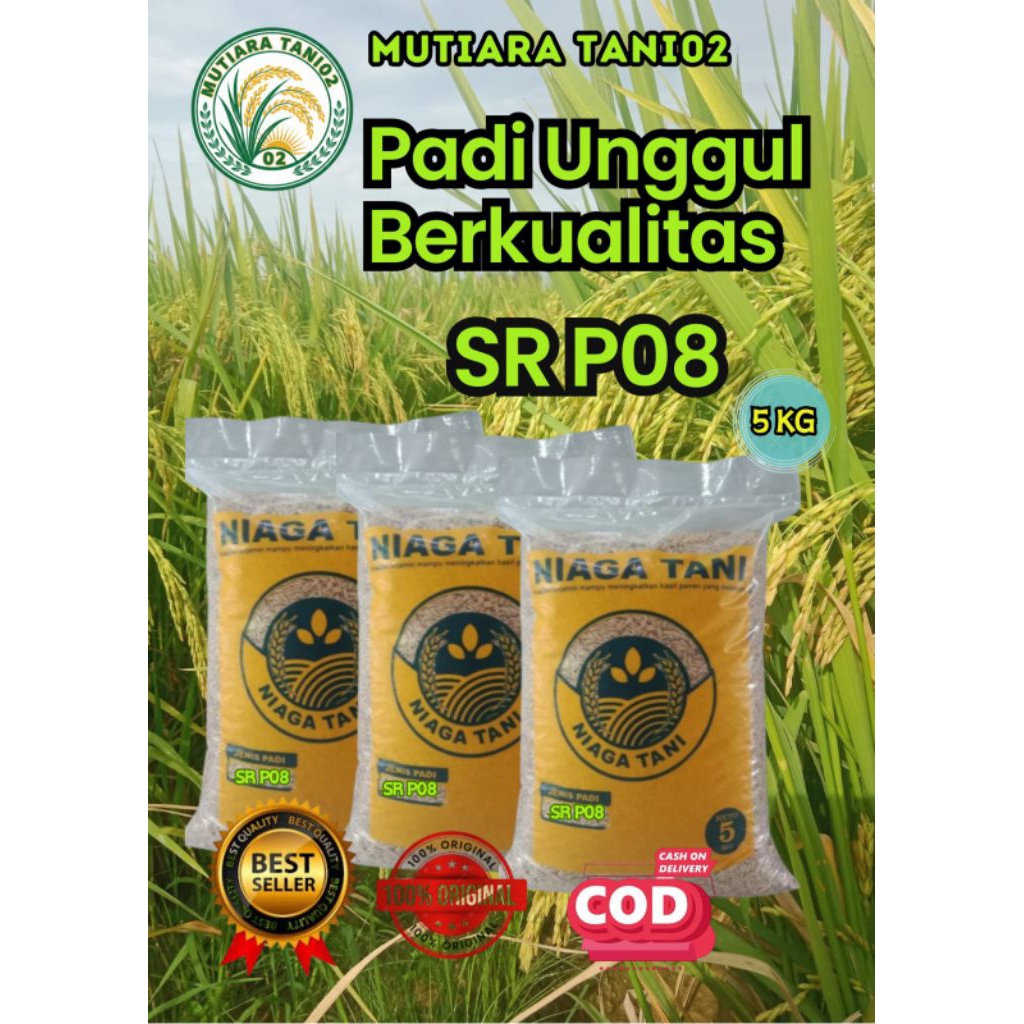 bibit padi unggul berkualitas SR P08