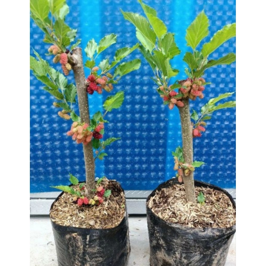 Tanaman Murbei Buah Lebat