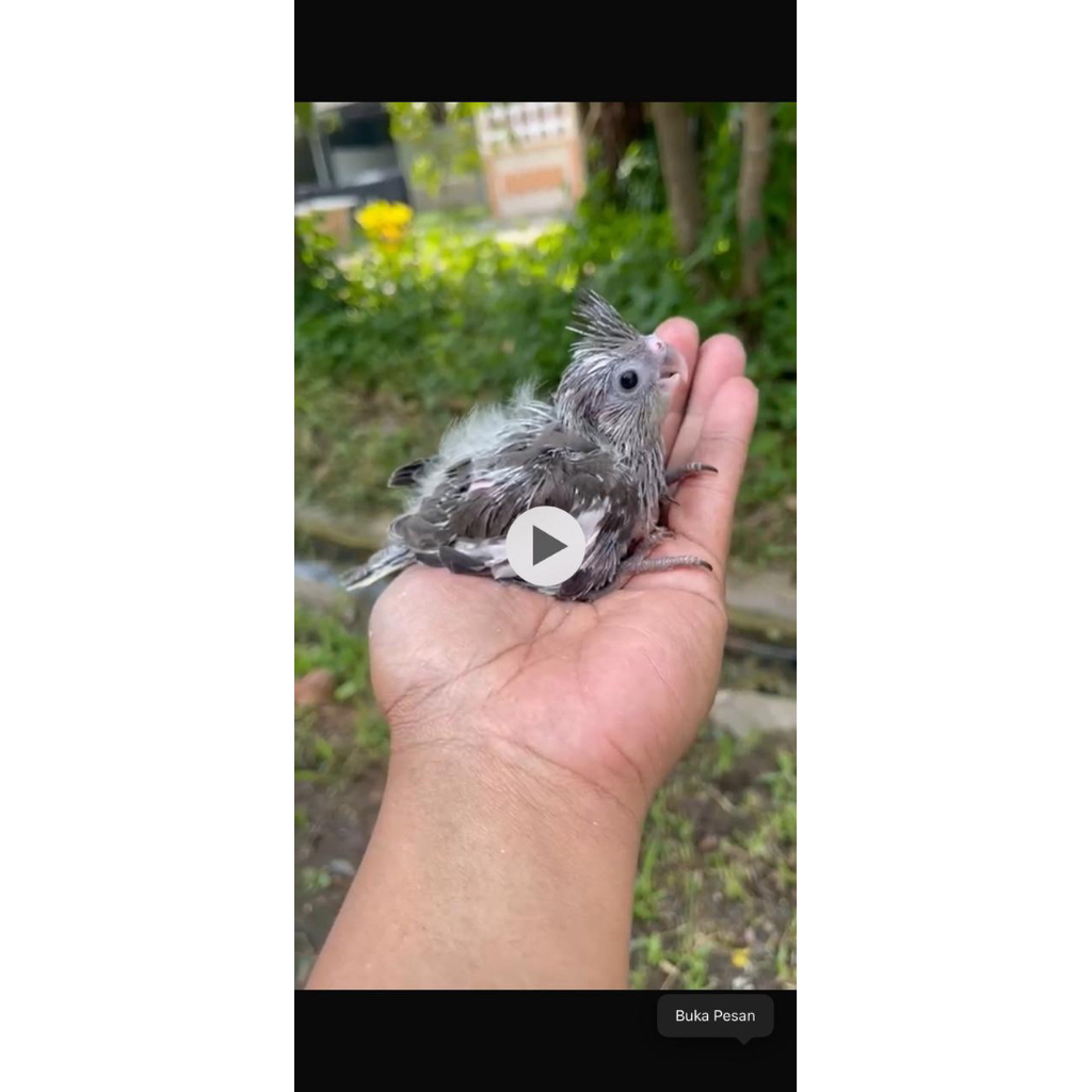 burung falk