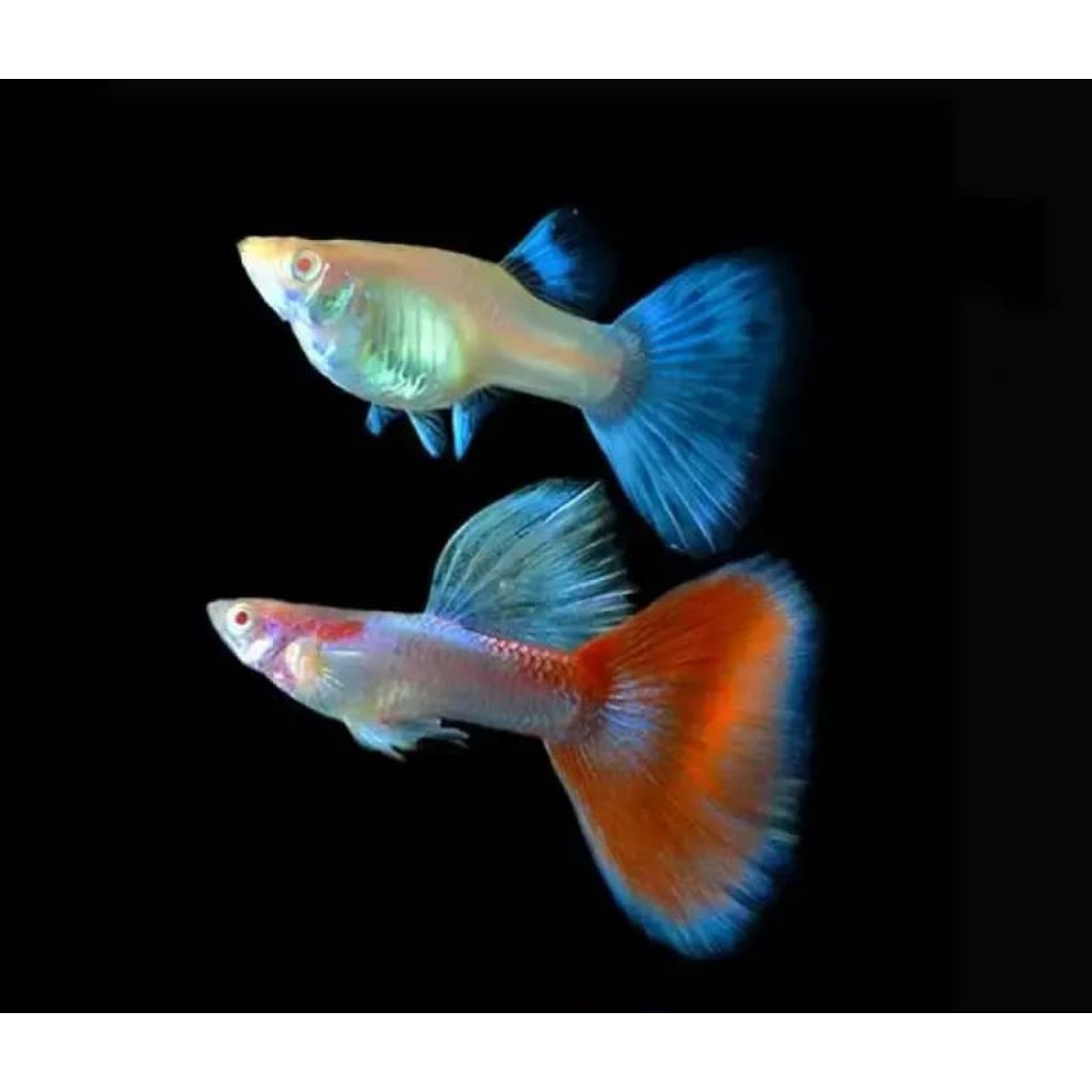 Hiasan aquarium guppy albino sky red