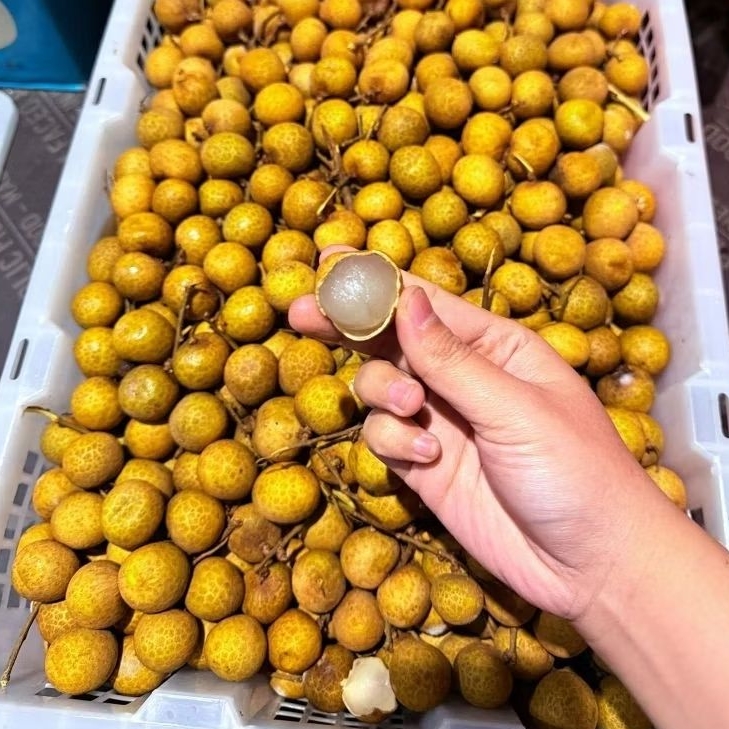 KELENGKENG BANGKOK 1 KERANJANG 6kg