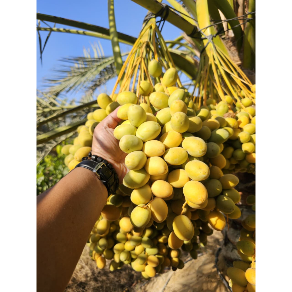 Kurma Muda Promil Manjur Kurmamuda_id Barhee barhe barhi Manis Murah Buah Impor Arab Fresh Segar Men