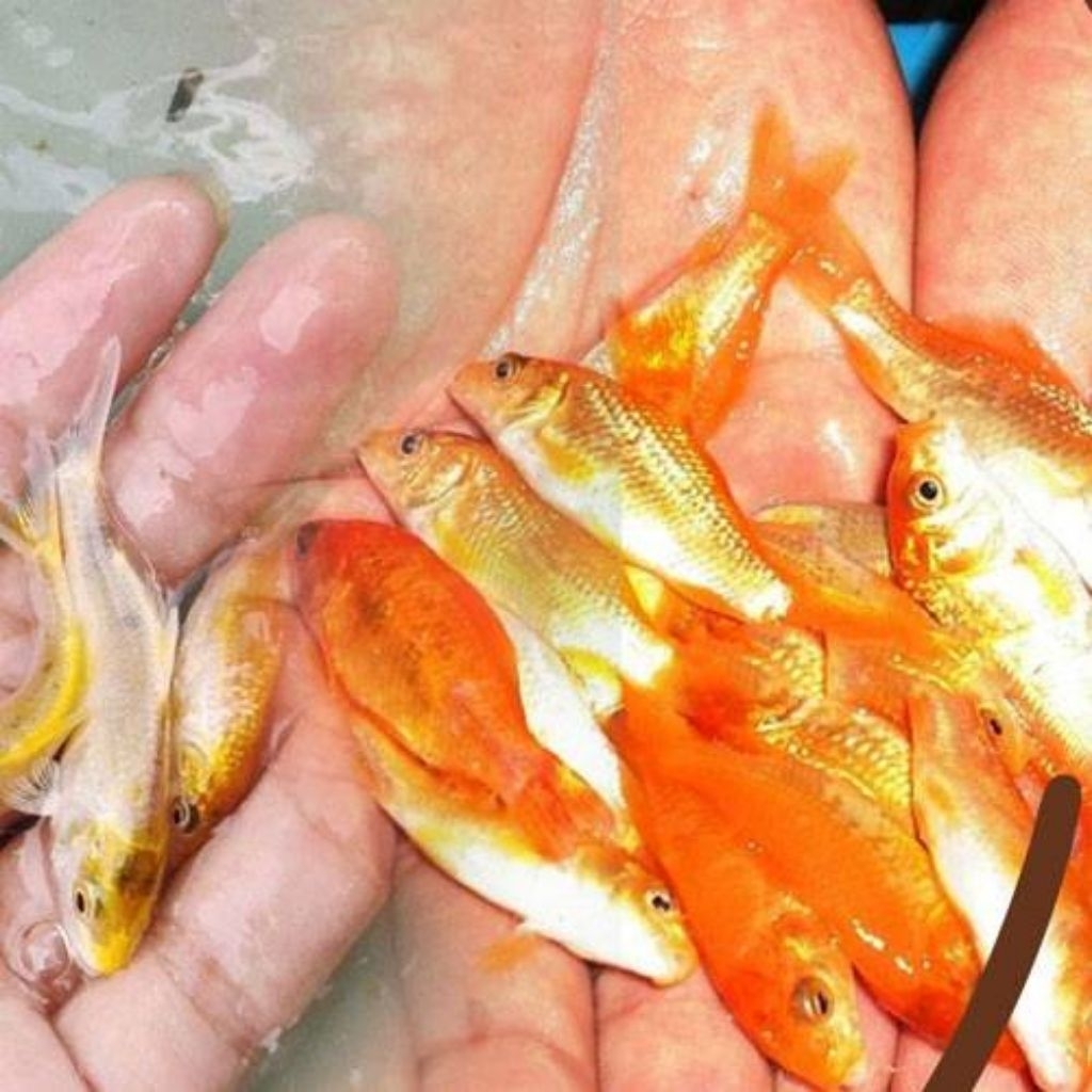 bibit ikan mas merah konsumsi berkualitas