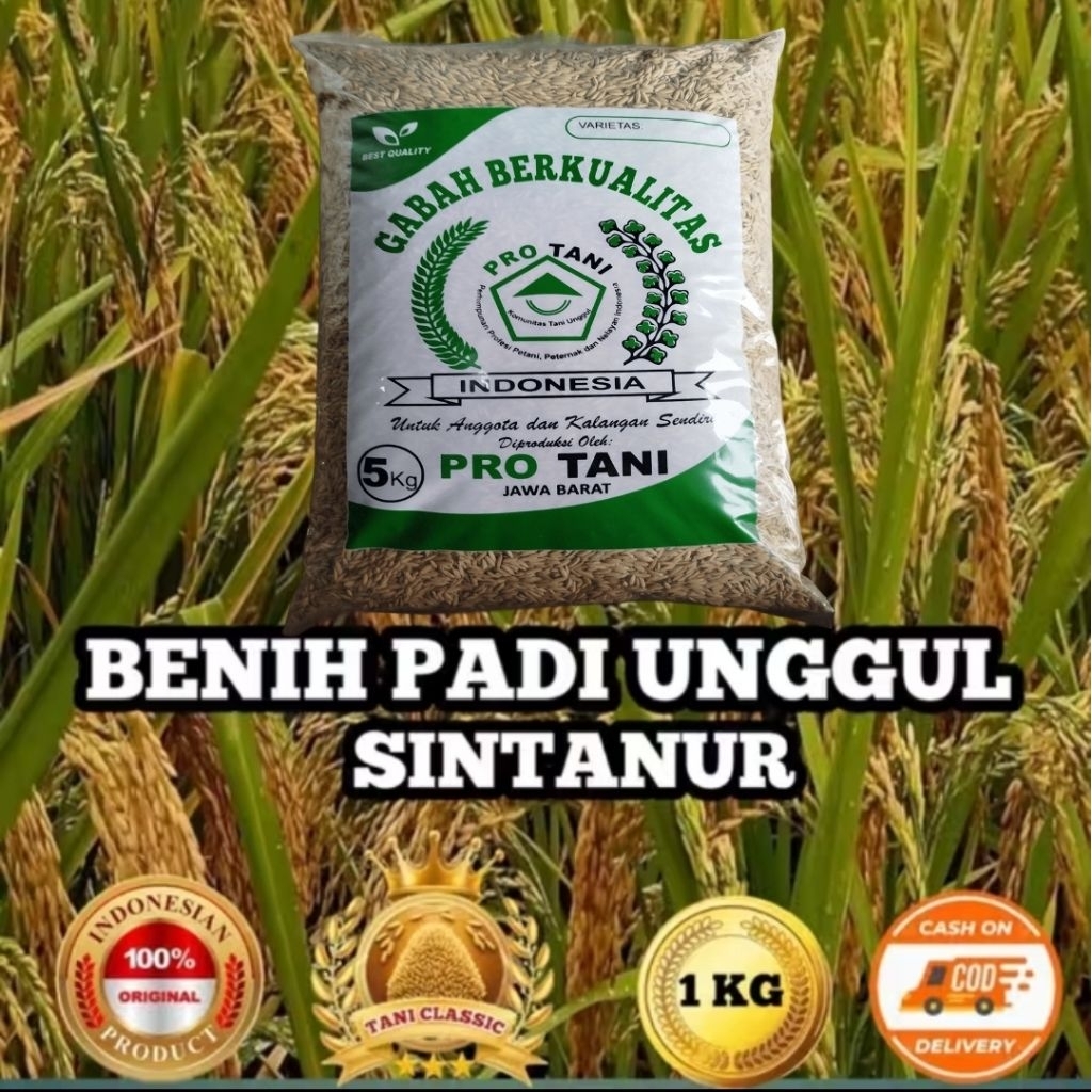 5KG BENIH PADI SINTANUR ORIGINAL LABEL PUTIH