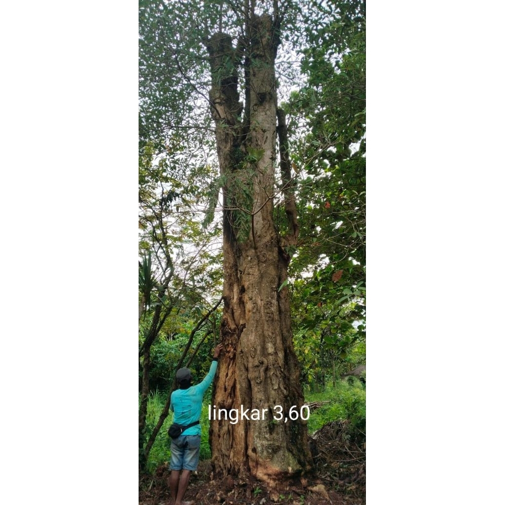 pohon pule fosil ukuran besar