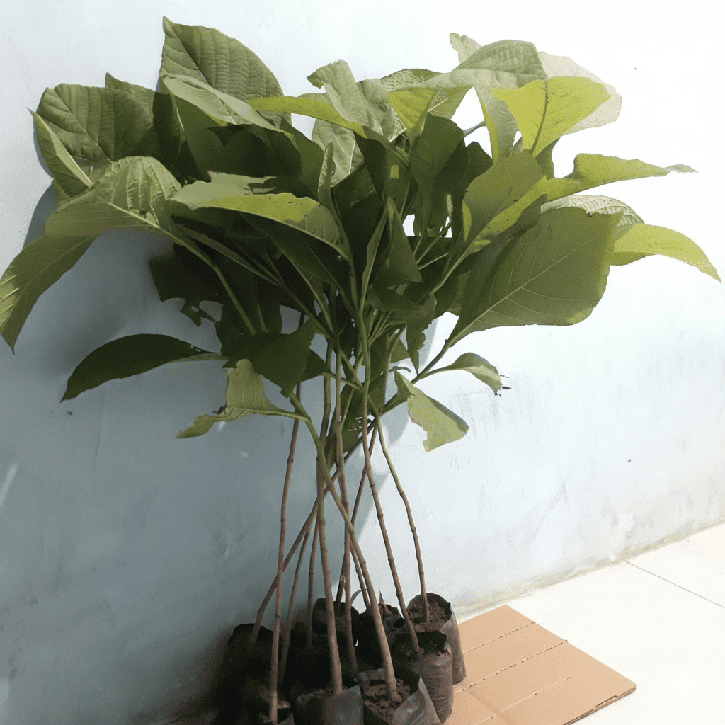 BIBIT POHON JATI EMAS SUPERUNGGUL