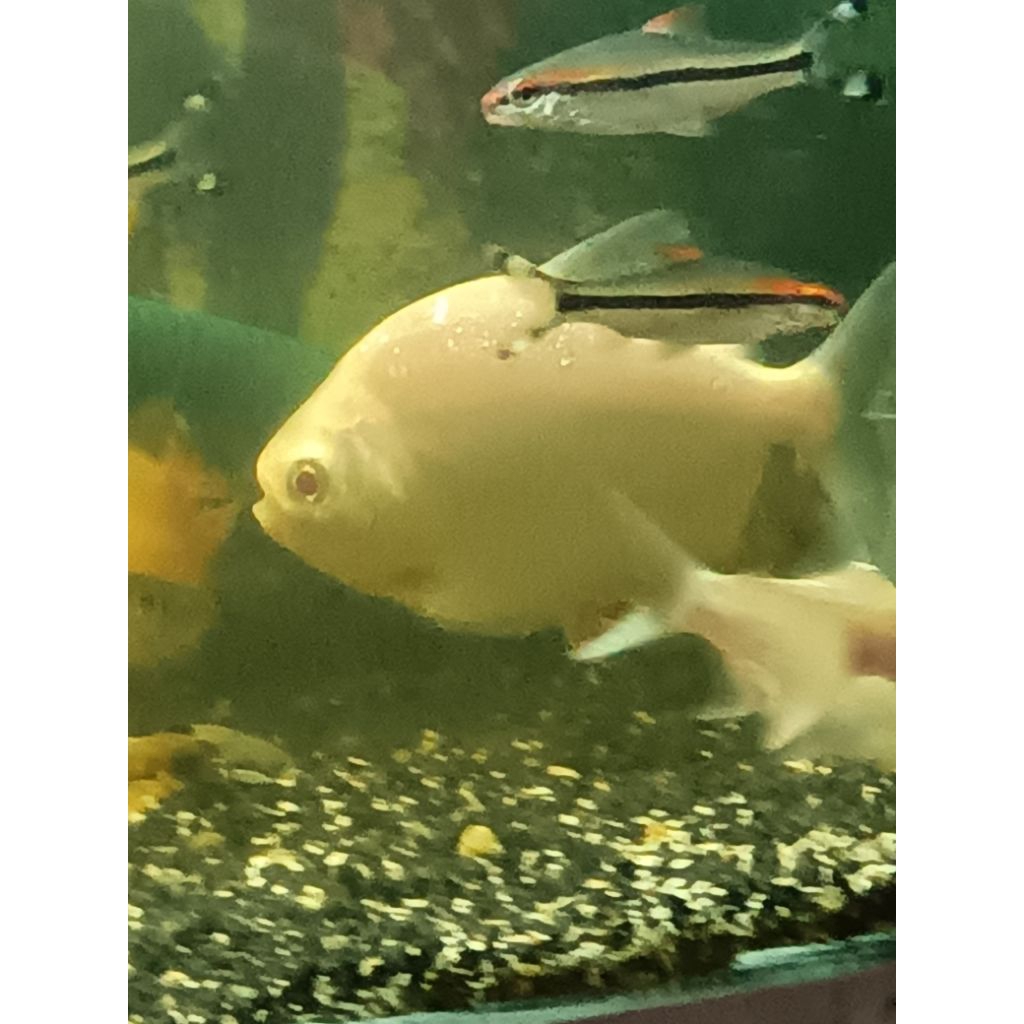 hiasan aquarium pacu albino