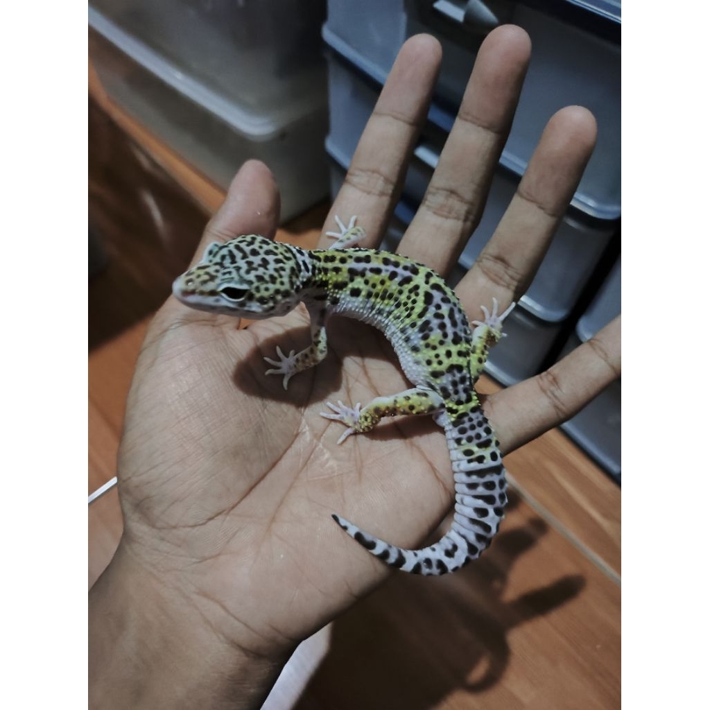 Mainan Gecko Black Night