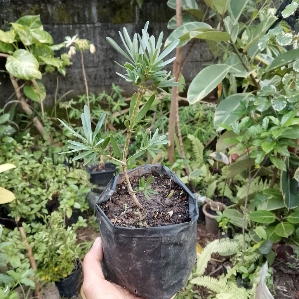 Lohansung blue ice ori bukan sambungan