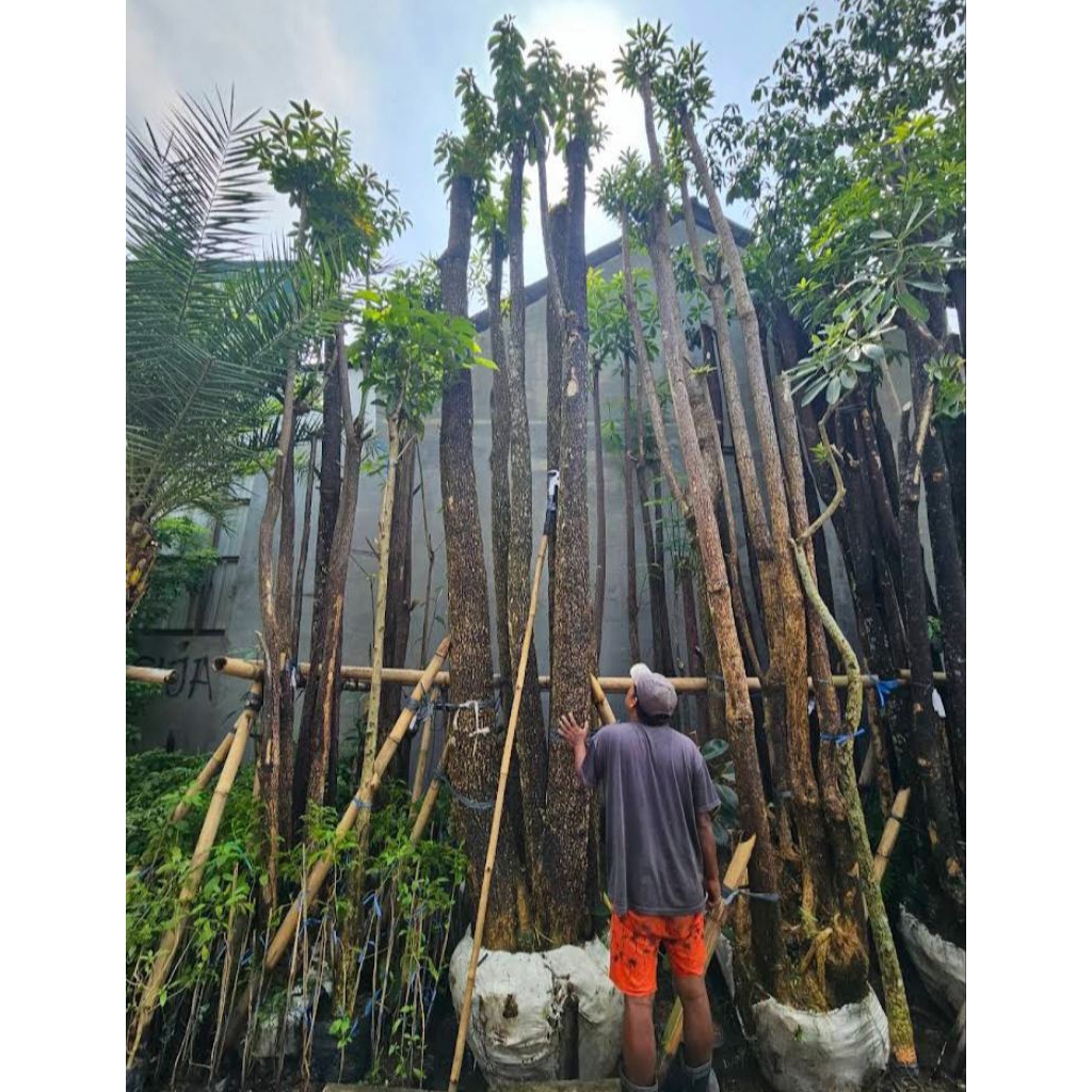 pohon pule gruping besar pohon peneduh