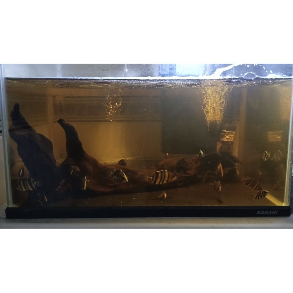 ikan datz sumatra 4bar "tiger fish"