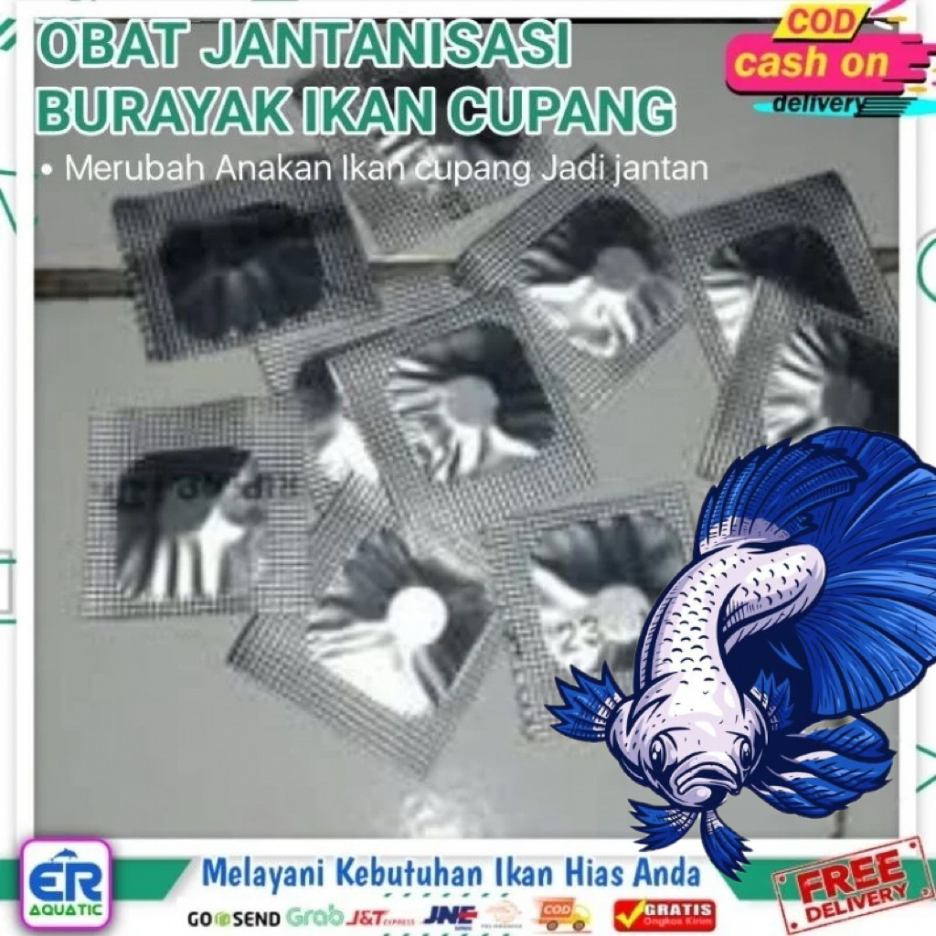 OBAT JANTANISASI BURAYAK IKAN CUPANG