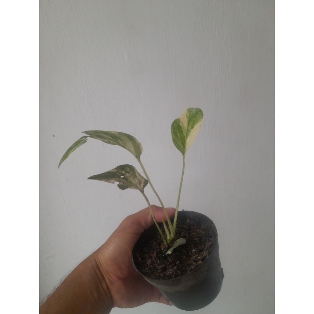 Epipremnum pinatum varigata