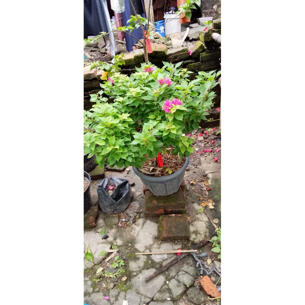 BUGENVIL SGP MERAH FANTA