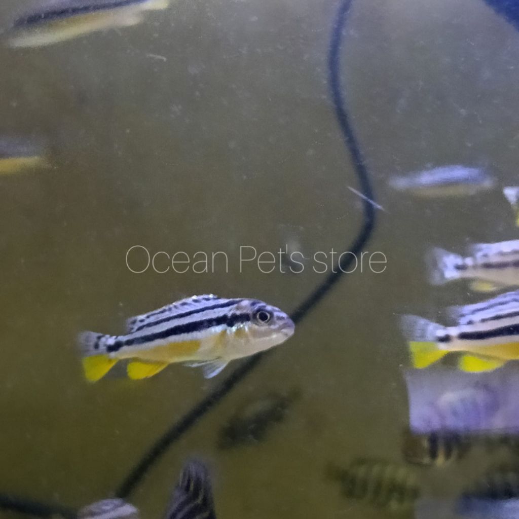 ikan hias niasa hiasan aquarium aquascape