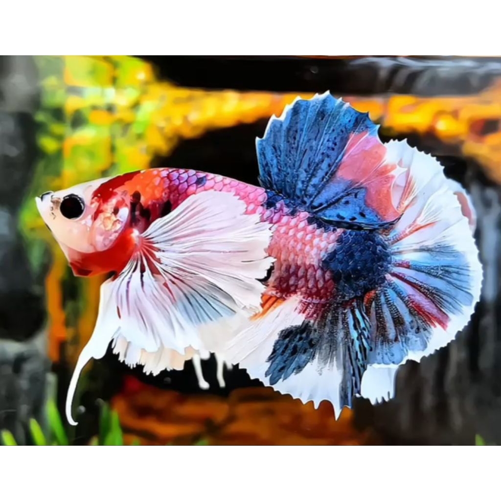 Cupang pkde multy bagus