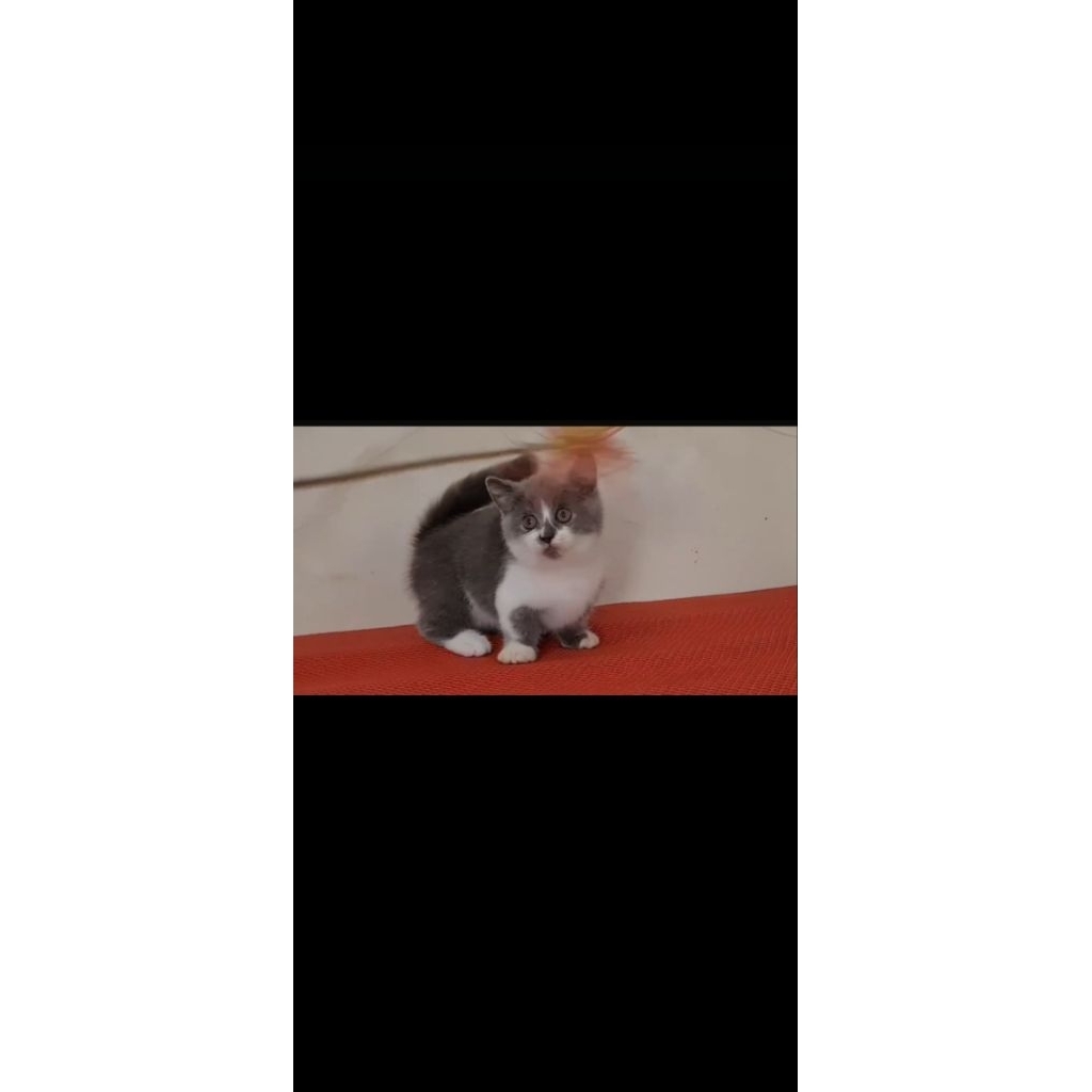 kucing muchkin