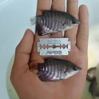 bibit gurame soang ukuran silet