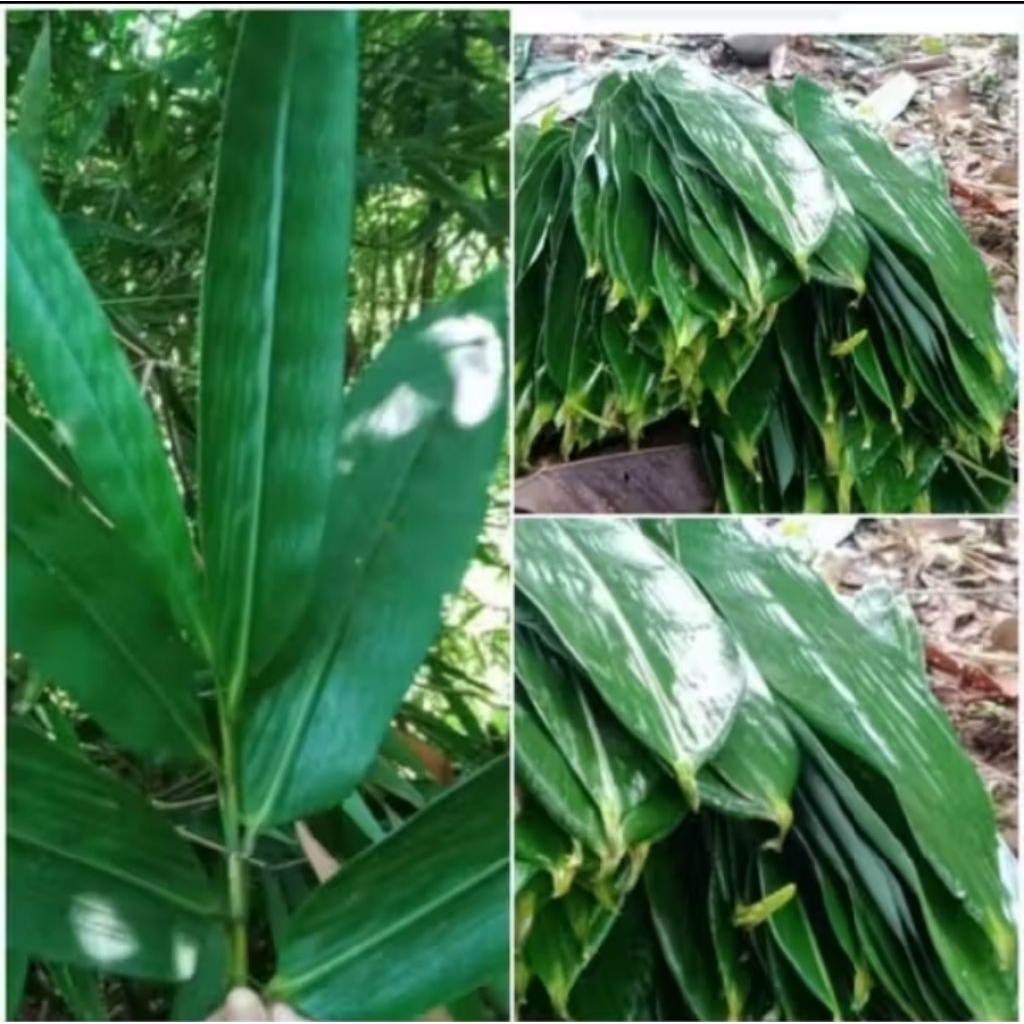 BUNGKUS BACANG/DAUN BAMBU UKURAN 3 JARI (6CM)