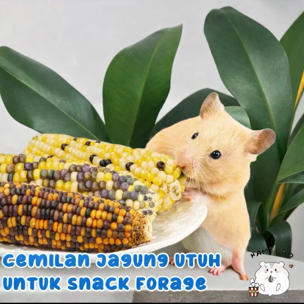 JAGUNG KERING UTUH SNACK HAMSTER