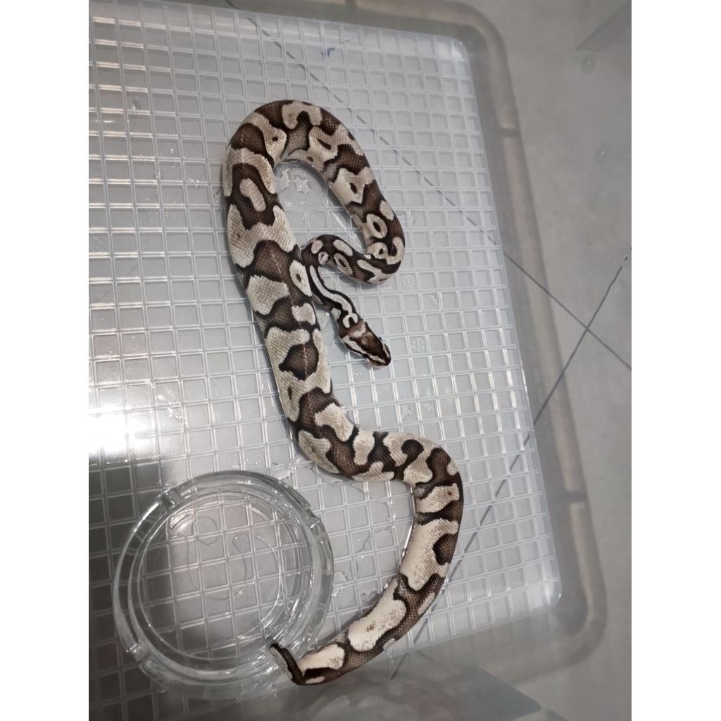 ball python pastel axanthic vpi poss het yb jantan