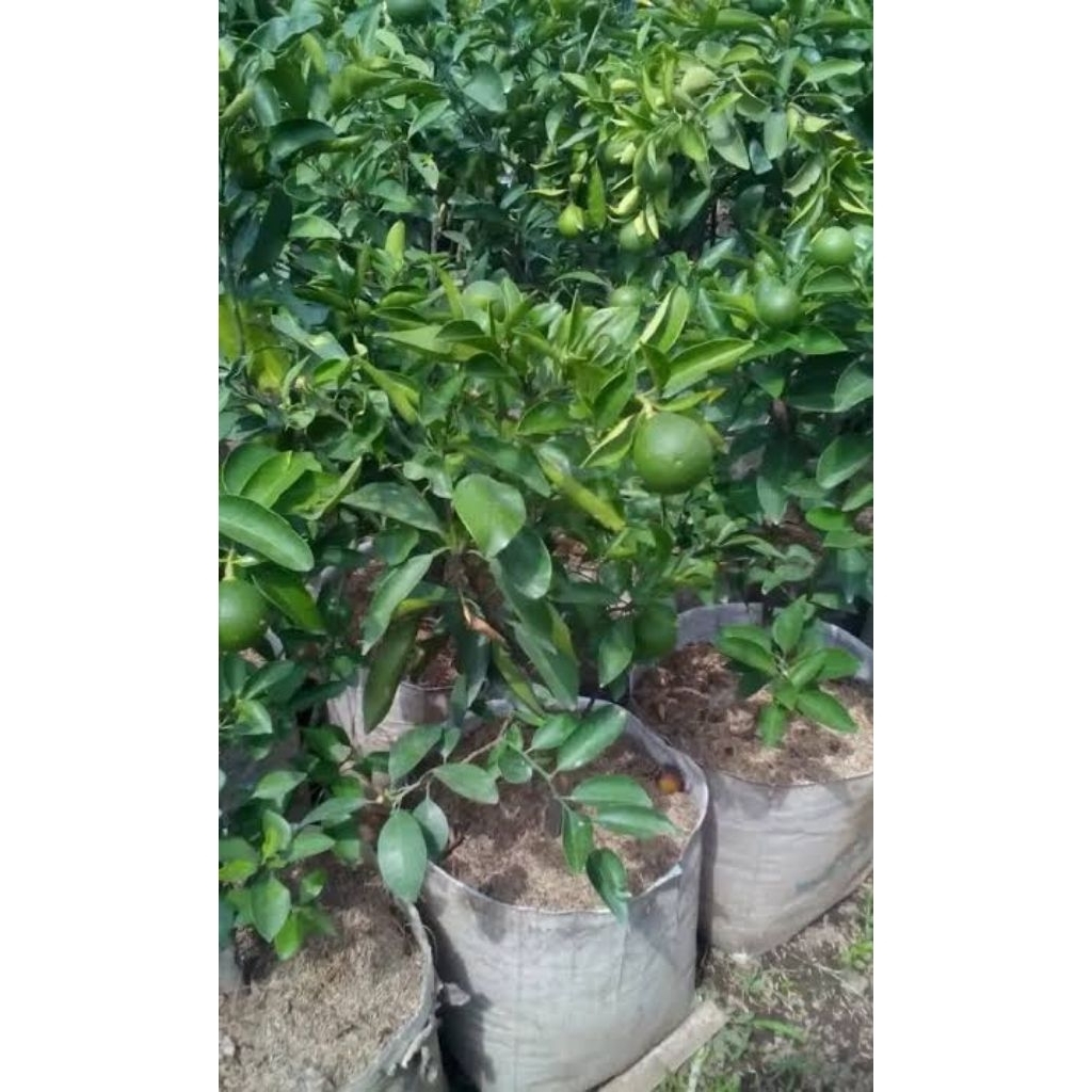 Bibit Jeruk Sunkist Unggul – Siap Tanam, Cepat Berbuah, Rasa Manis Segar