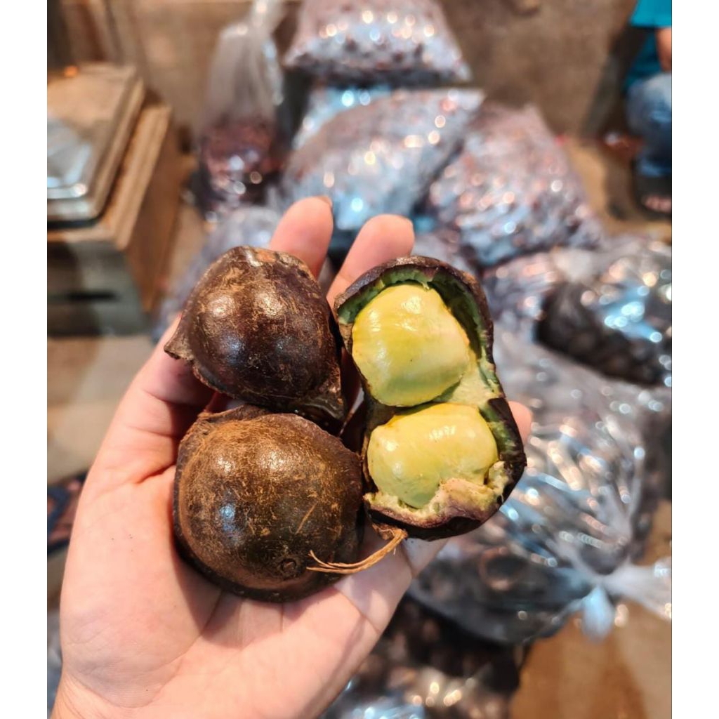 Jengkol Muda dan Tua Segar 1 kg, Kulit Masih Utuh