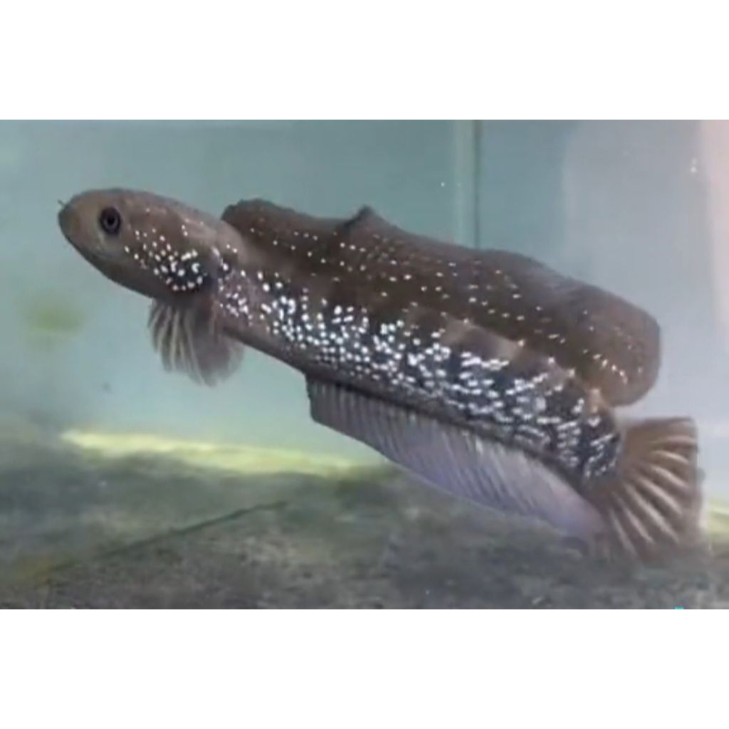 Channa Asiatica ws pure bahan gondrong full pelet 4-7cm bergaransi