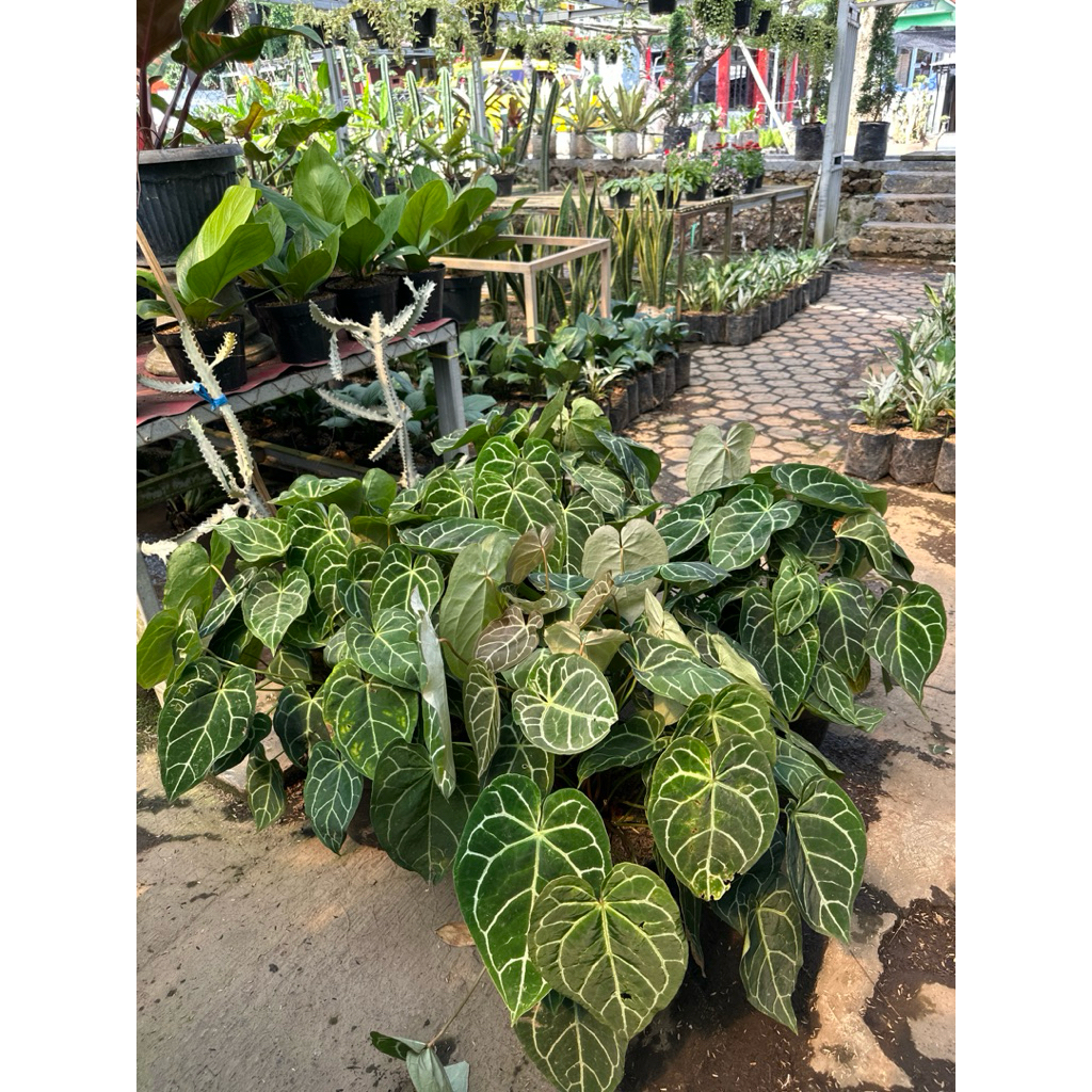 kuping gajah ukuran jumbo