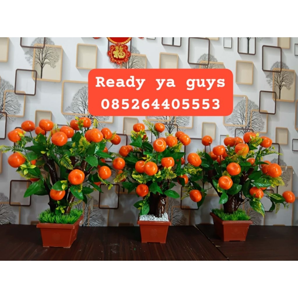 Pohon Hokki/Pohon Jeruk Edisi Imlek