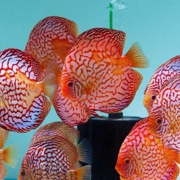 Paket Discus 1cm Rayakan discus kualitas terbaik langsung dari farm