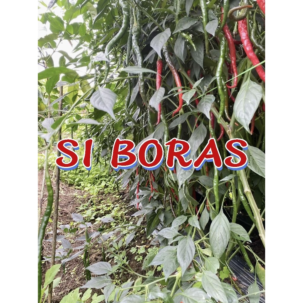 bibit/benih cabe lokal SIBORAS batang tinggi & buah lebat,tahan terhadap virus & jamur